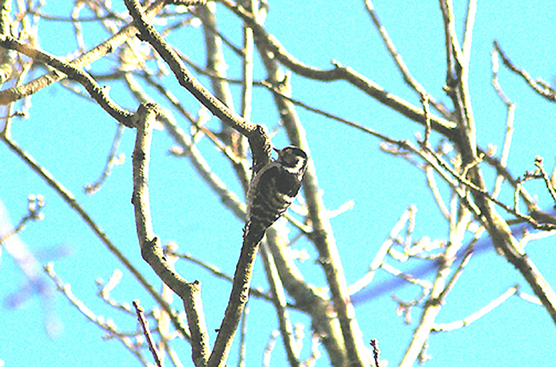 LESSER SPOTTED WOODPECKER . HENBURY WOOD . DEVON . ENGLAND .11 . 2 . 2010