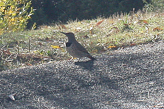 NORTHERN FLICKER , LAKE HEMET , CALIFORNIA , USA . 14 , 11 , 2004