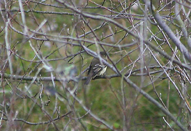 ALDER,WILLOW FLYCATCHER . BLAKENEY POINT . NORFOLK . 26 . 9 . 2010