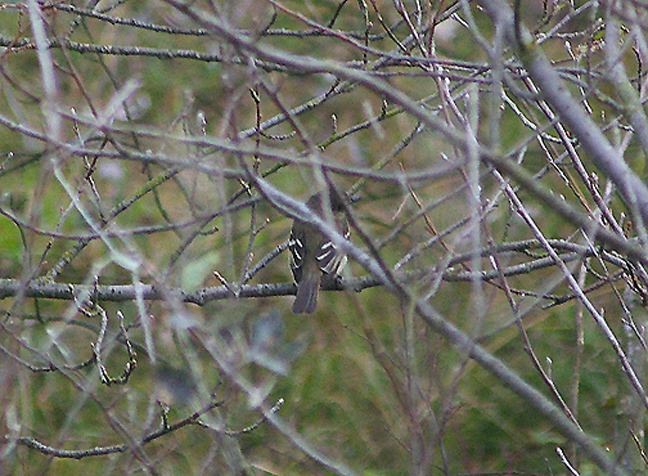 ALDER,WILLOW FLYCATCHER . BLAKENEY POINT . NORFOLK . 26 . 9 . 2010