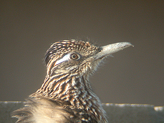  GREATER ROADRUNNER , LA QUINTA , CALIFORNIA , USA . 10 , 11 , 2004