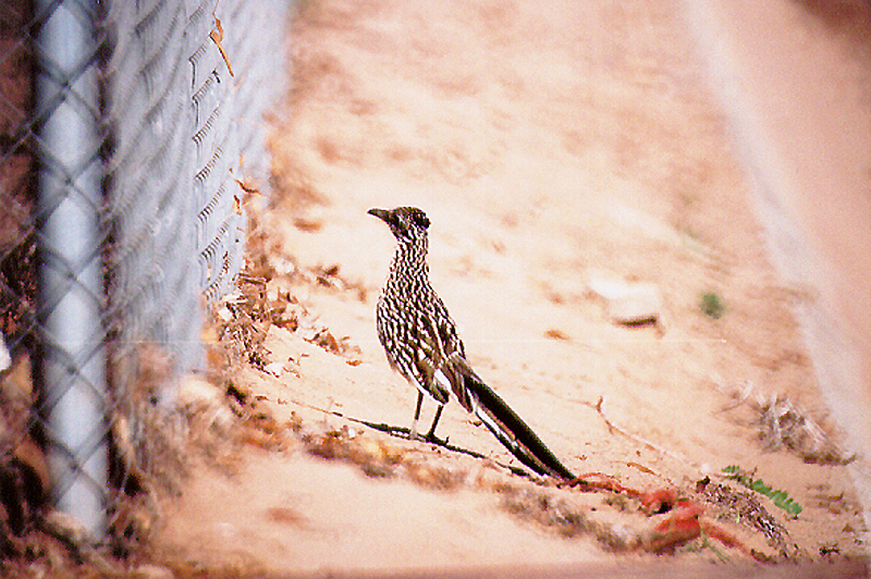  GREATER ROADRUNNER , THE SALTON SEA , CALIFORNIA , USA . 27 , 11 , 2004