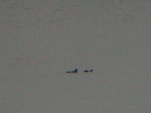BLACK GUILLEMOT , OFF OF BRANSCOMBE , DEVON , 8 , 3 , 2005