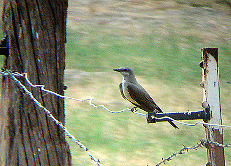 WESTERN KINGBIRD . THE COACHELLA BIRD RESERVE . INDIO . CALIFORNIA . USA . 25 . 7 . 2009