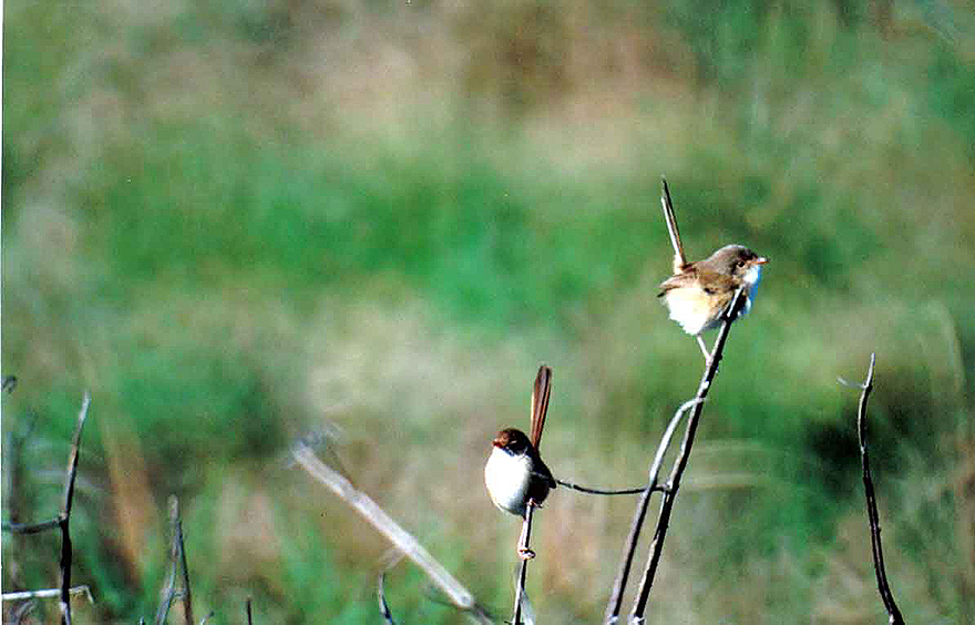 SUPERB FAIRYWREN . ROUND HILL . 1770 . QUEENSLAND . AUSTRALIA . 1 . 6 . 2000