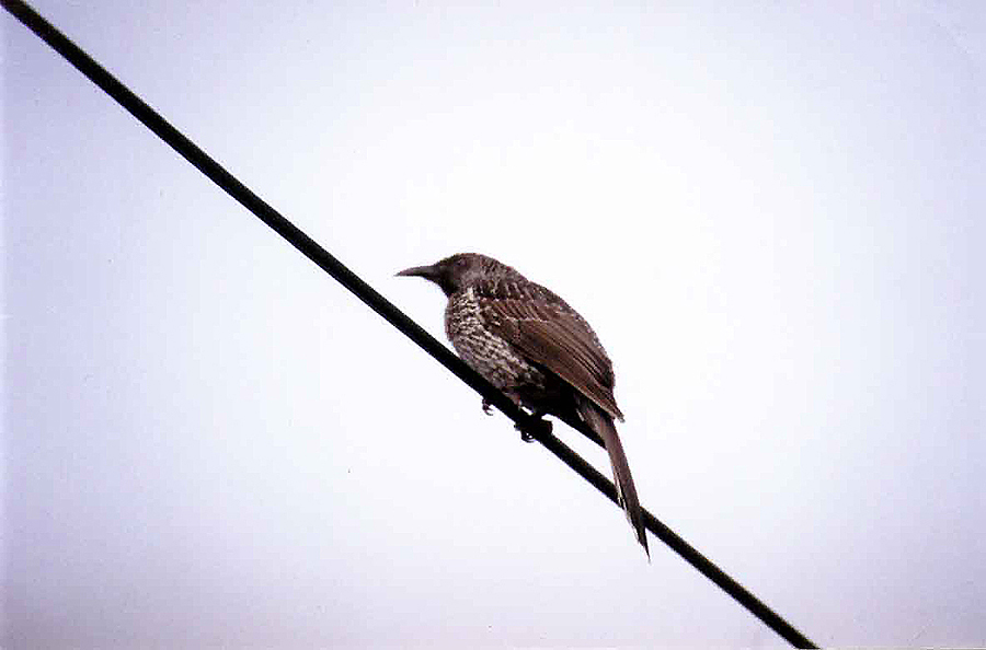 LITTLE WATTLEBIRD .  MAROOCHYDORE .  QUEENSLAND .  AUSTRALIA . 23 . 5 . 2000  