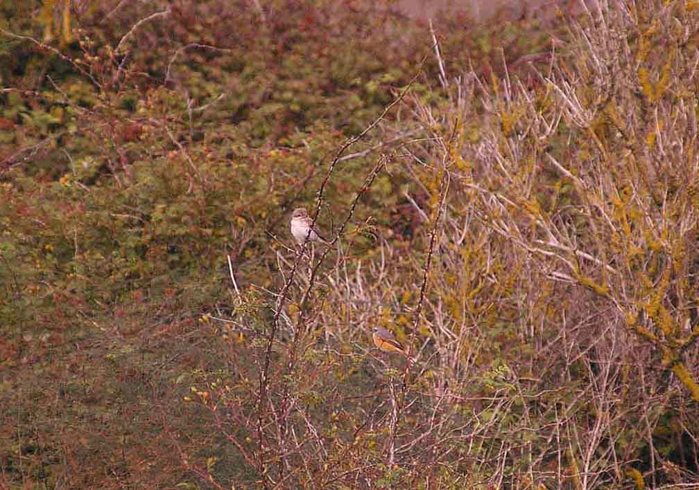 RED BACKED SHRIKE & REDSTART . DAWLISH WARREN . DEVON . 8 . 9 . 2013