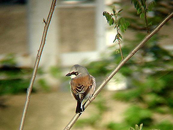 RED BACKED SHRIKE , HOPA , TURKEY , 15 , 5 , 2007