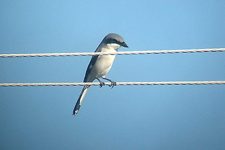 LOGGERHEAD SHRIKE . LAKE CAHUILLA . LA QUINTA . CALIFORNIA . USA . 15 . 11 . 2004