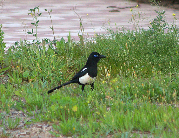  MAGPIE . ( Mauritanica ) . THE MOTEL RIBIS . Nr AGADIR . MOROCCO . 10 / 3 / 2010