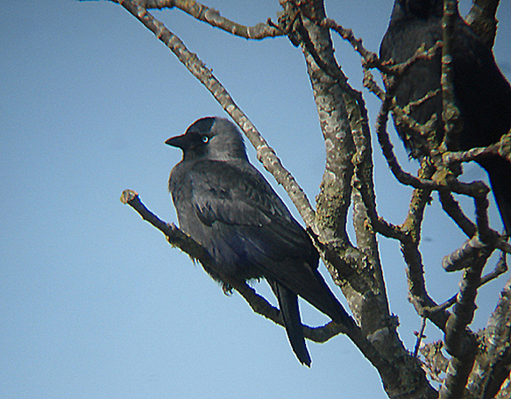 JACKDAW . EXMINSTER MARSH . DEVON . ENGLAND . 15 . 3 . 2009