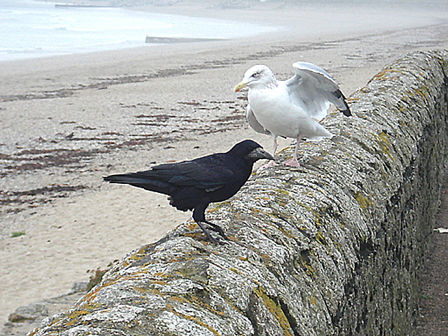 ROOK . MARAZION . CORNWALL . 1 . 10 . 2007
