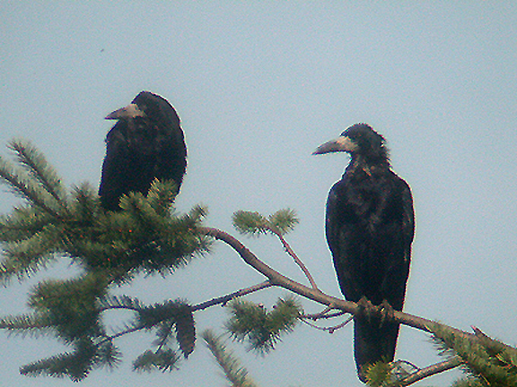ROOK . TOPSHAM . DEVON . 7 . 9 . 2005