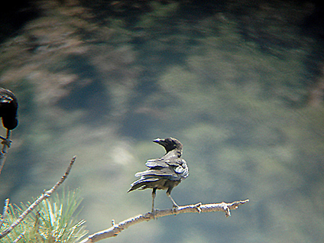 AMERICAN CROW . LAKE HEMET . CALIFORNIA . USA . 23 . 7 . 2009