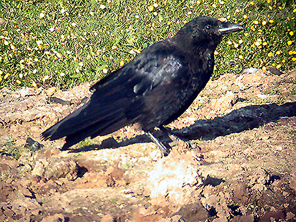  Carrion Crow . Bowling Green Marsh . Topsham .13 / 9 / 2003