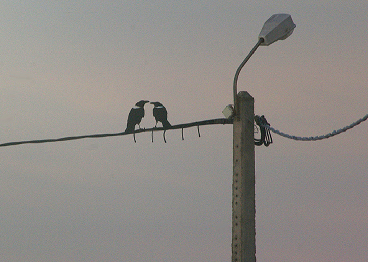 PIED CROW . CAFE CHTOUKAN . WESTERN SAHARA . 5 / 3 / 2010