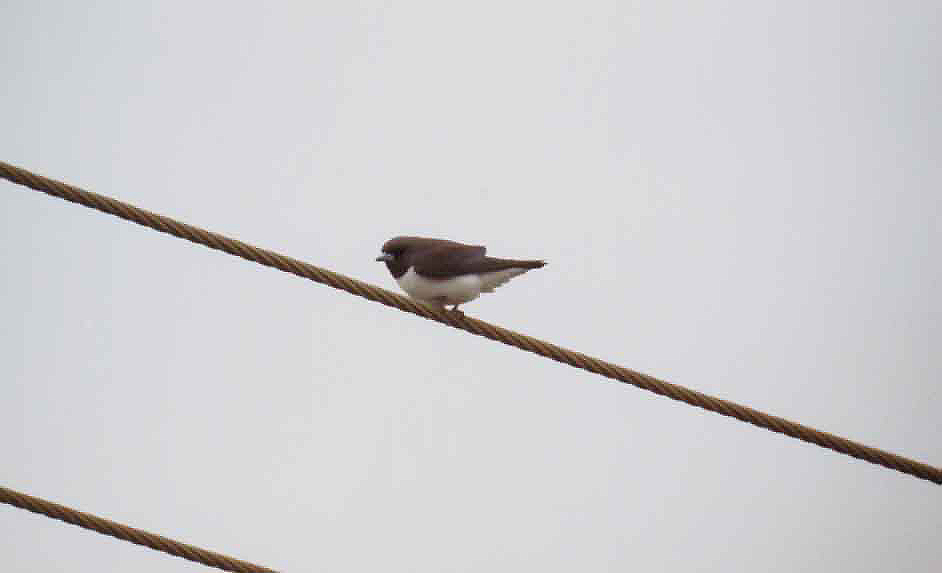 WHITE BREASTED WOODSWALLOW . YEPPOON . QUEENSLAND . AUSTRALIA . 8 . 6 . 2000 