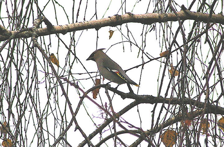WAXWING , BUCKFASTLEIGH , DEVON , 4 , 12 , 2010