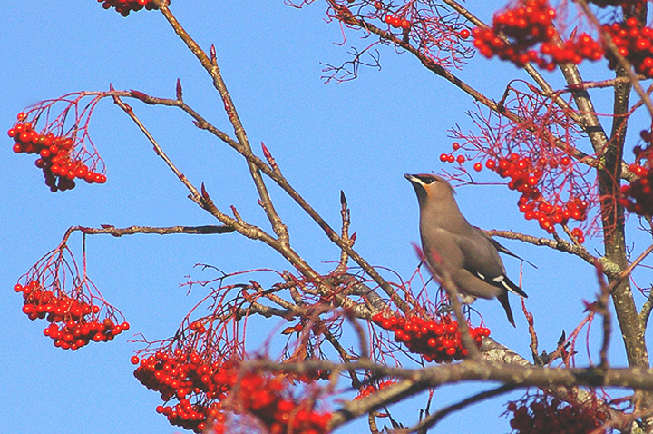 WAXWING . ALPHINGTON . EXETER . DEVON . 8 . 12 . 2010