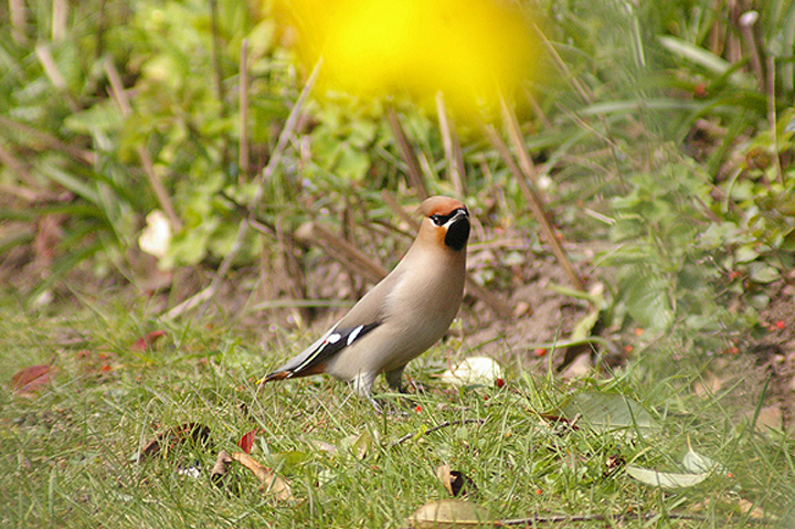 WAXWING . TOPSHAM . DEVON . 3 . 4 . 2013