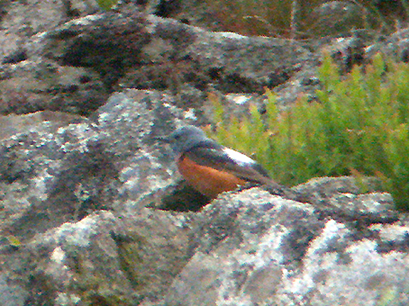 ROCK THRUSH . Nr HARFORD . DARTMOOR . DEVON . 25 , 5 , 04