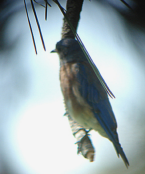 WESTERN BLUEBIRD . THE HURKEY CREEK CAMPGROUND . CALIFORNIA . USA . 23 . 7 . 2009