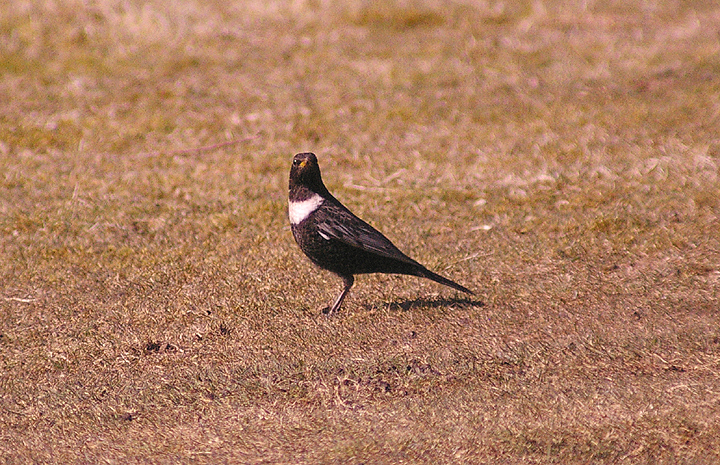 RING OUZEL , BYSTOCK COMMON , DEVON , 3 , 4 , 2013