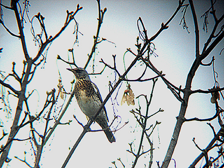 FIELDFARE . TOPSHAM CEMETERY . DEVON . ENGLAND . 5 . 11 . 2007