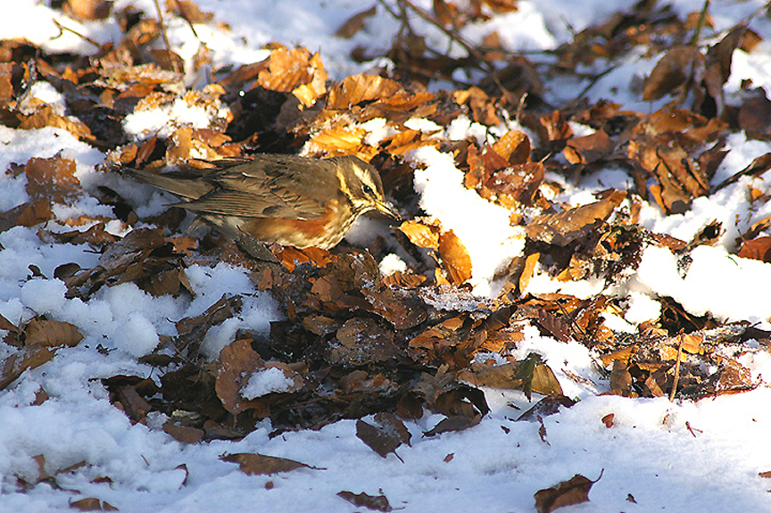 REDWING . WOODBURY CASTLE . DEVON . ENGLAND . 9 . 1 . 2010