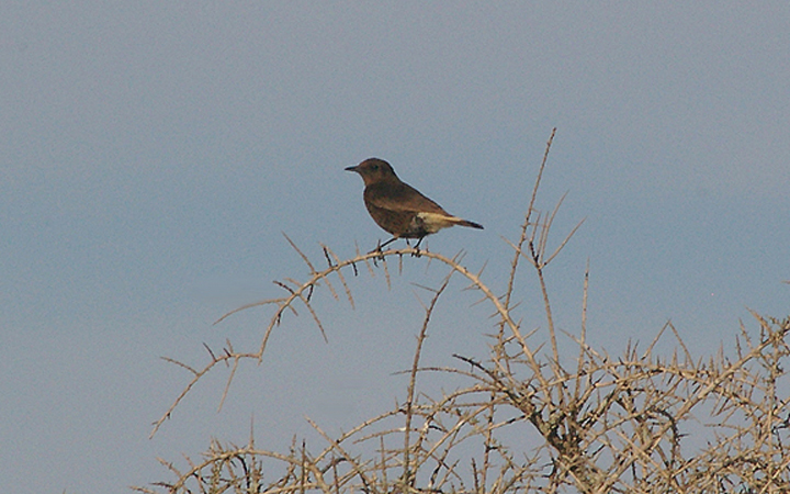  BLACK WHEATEAR ( Juvenile ) . LAAYOUNE TO LEMSID . WESTERN SAHARA . 4 / 3 / 2010