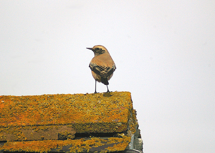 DESERT WHEATEAR , MANSANDS , DEVON , 18 , 11 , 2011