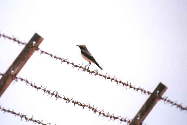 DESERT WHEATEAR . NEOT SEMADAR SEWAGE WORKS . ISRAEL . 29 / 3 / 2001