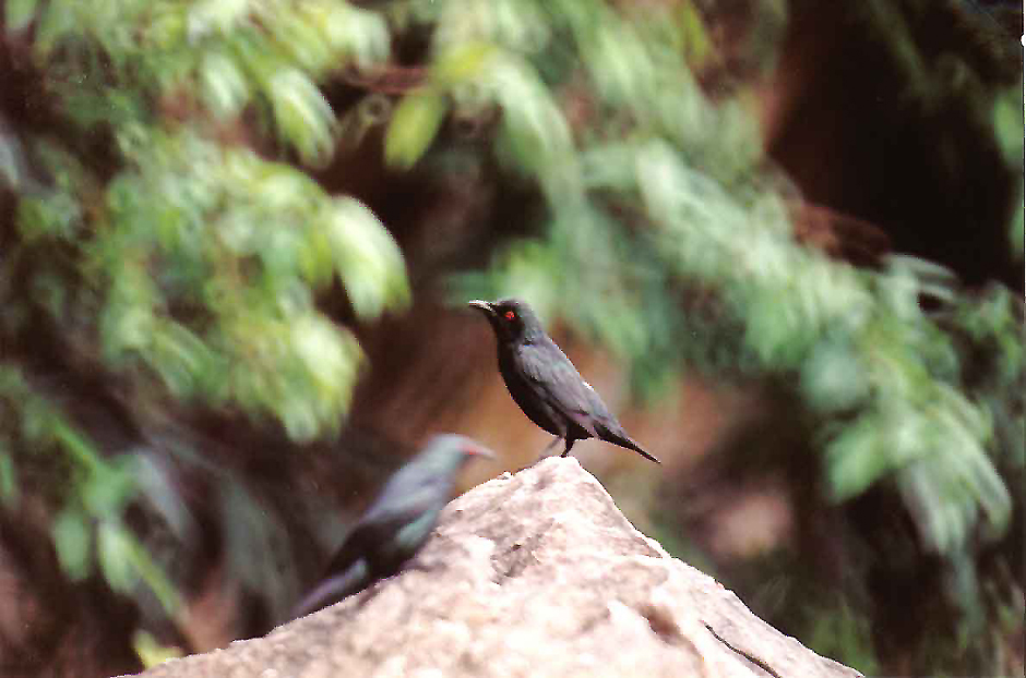 ASIAN GLOSSY STARLING . BATU CAVES . KUALA LUMPUR . MALAYSIA . 17 . 6 . 2000 