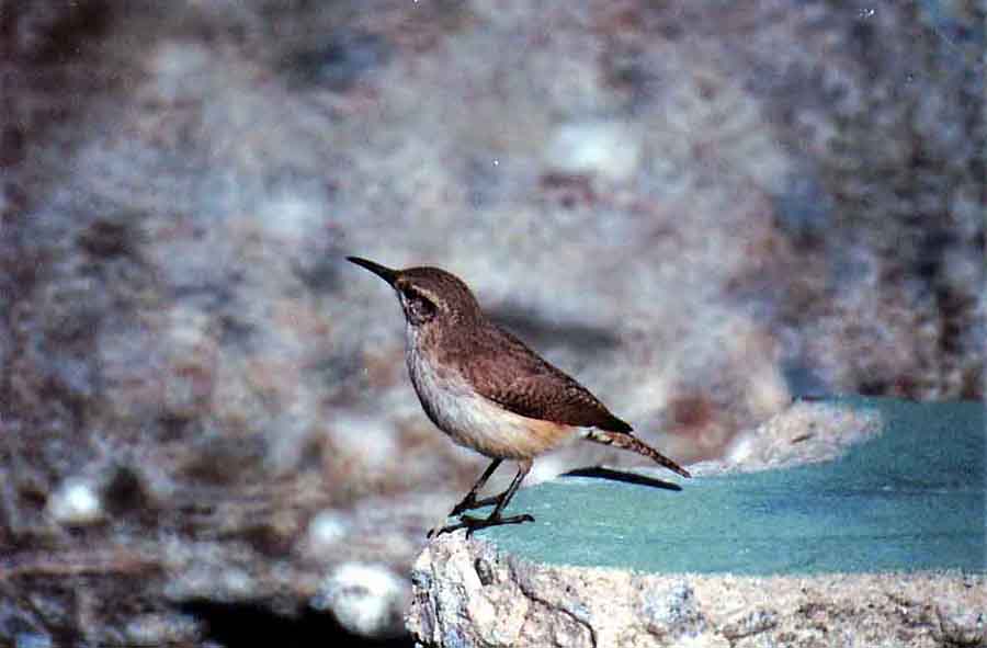 ROCK WREN . PALM SPRINGS . CALIFORNIA . USA . 27 / 2 / 2000