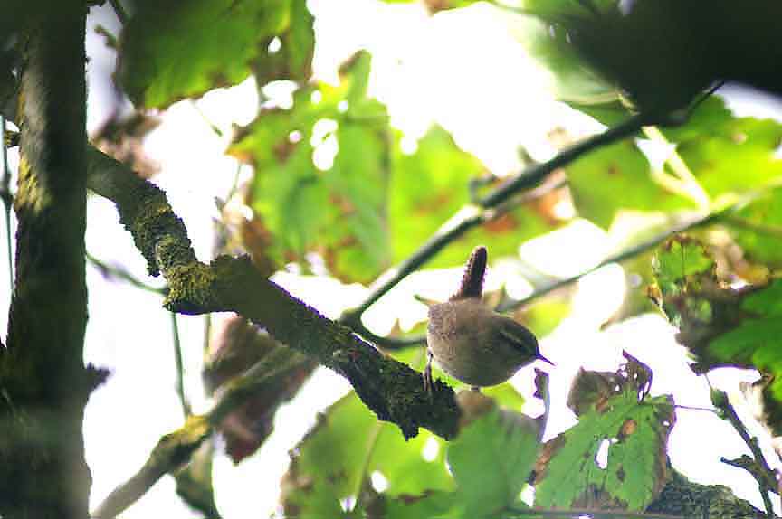 WREN . DAWLISH WARREN . DEVON . 5 . 10 . 2013