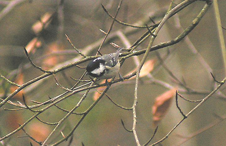 COAL TIT . STOVER PARK . DEVON . ENGLAND . 28 . 1 . 2013