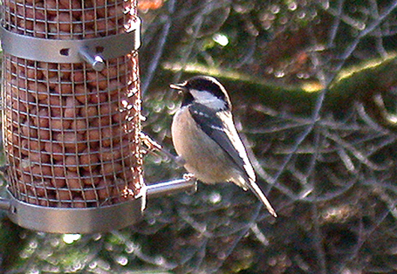 COAL TIT . YARNER WOOD . DEVON . ENGLAND . 23 / 1 / 2003 