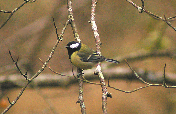 GREAT TIT . STOVER PARK . DEVON . 24 . 2 . 2013