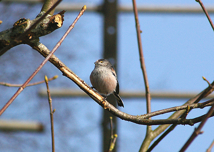 LONG TAILED TIT . BOWLING GREEN LANE . TOPSHAM . DEVON . 4 . 3 . 2011