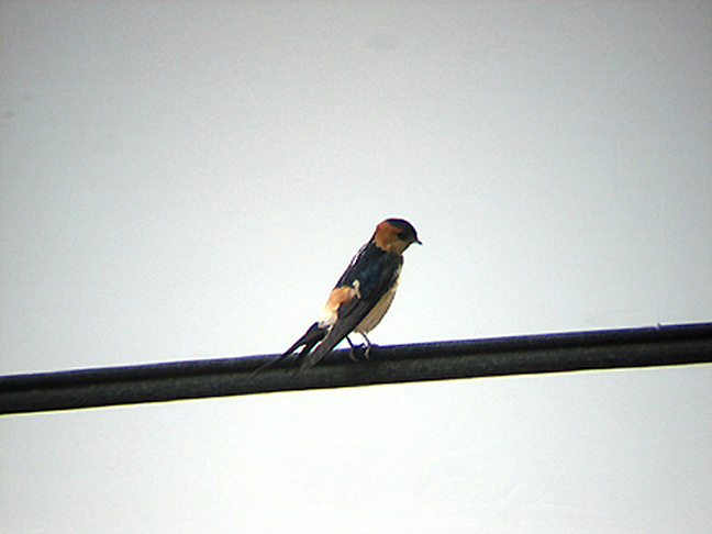  RED RUMPED SWALLOW . OVACIK . TURKEY . 20 / 4 / 2008