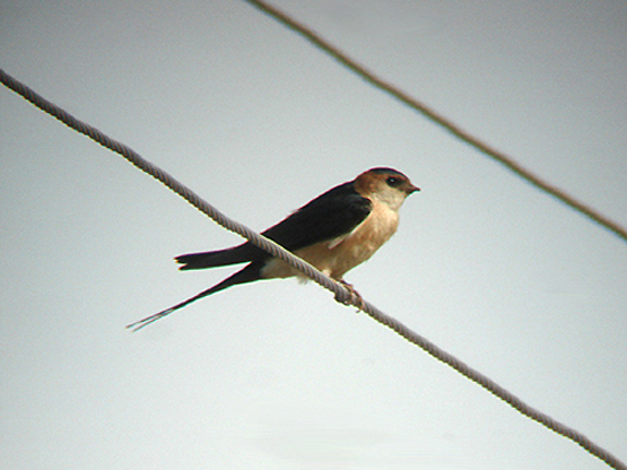 RED RUMPED SWALLOW . Nr FETHIYE . TURKEY . 22 / 4 / 2008