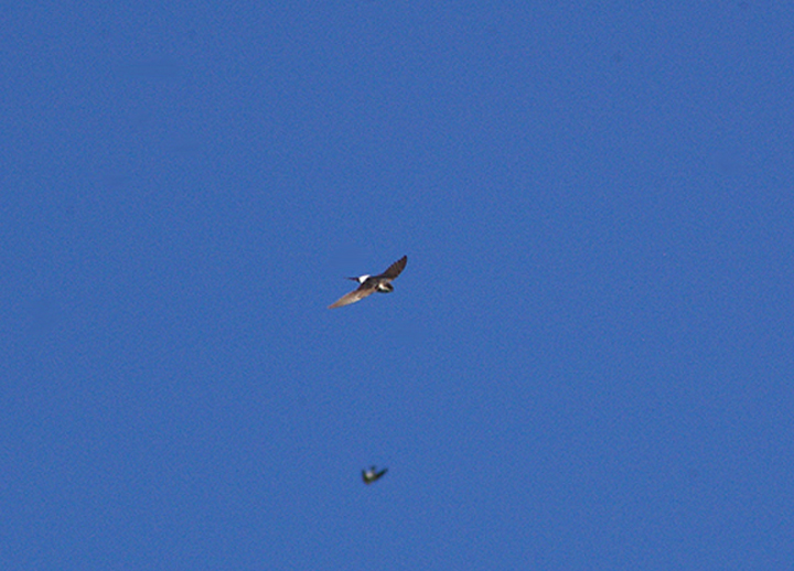 COMMON HOUSE MARTIN . BOWLING GREEN MARSH . TOPSHAM . DEVON . 30 . 8 . 2010