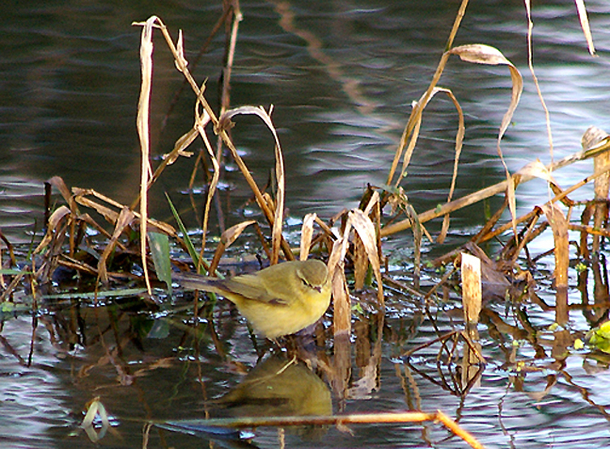 CHIFFCHAFF . Nr BUDLEIGH SALTERTON . DEVON . 8 . 1 . 2010