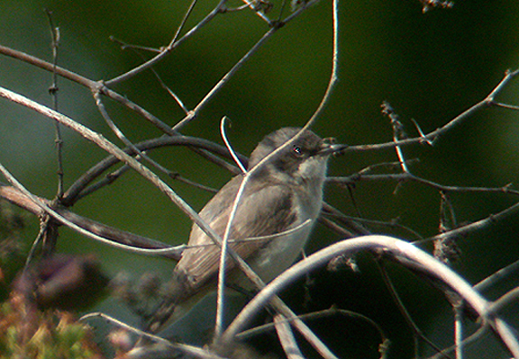 Lesser Whitethroat . Matford Marsh. .Exeter . 28 . 5 . 2003