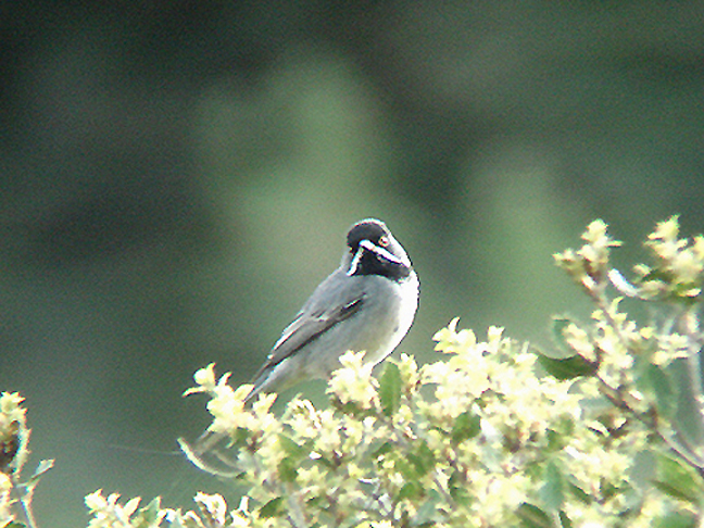  RUPPELLS WARBLER . OVACIK . TURKEY. 23 / 4 / 2008