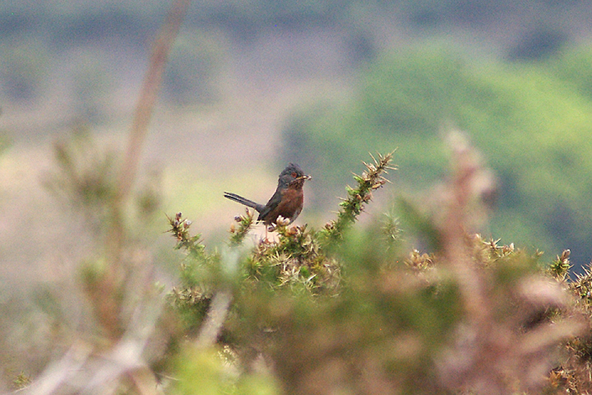 DARTFORD WARBLER . AYLESBEARE COMMON . DEVON . ENGLAND . 2 . 6 . 2010