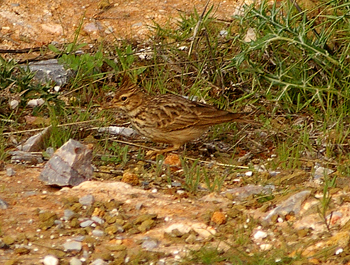  THEKLA LARK . TIZNIT TO BOUNEAKARNE . MOROCCO . 3 / 3 / 2010