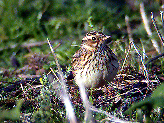 WOODLARK . EXMINSTER . DEVON . 6 / 1 / 2004