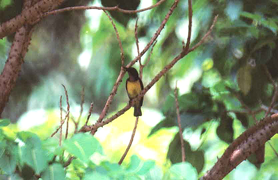 PURPLE RUMPED SUNBIRD . LAKE GARDENS . KUALA LUMPUR . MALAYSIA . 16 . 6 . 2000
