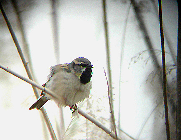  DEAD SEA SPARROW . BIRECIK . TURKEY. 11 , 5 , 2007 